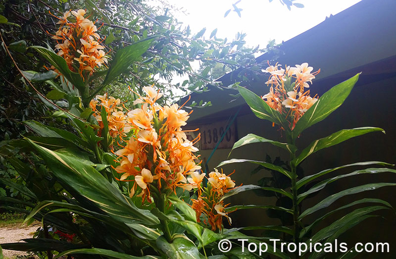 Hedychium flavum x coccineum Dr. Moy - Variegated Hardy Ginger Lily