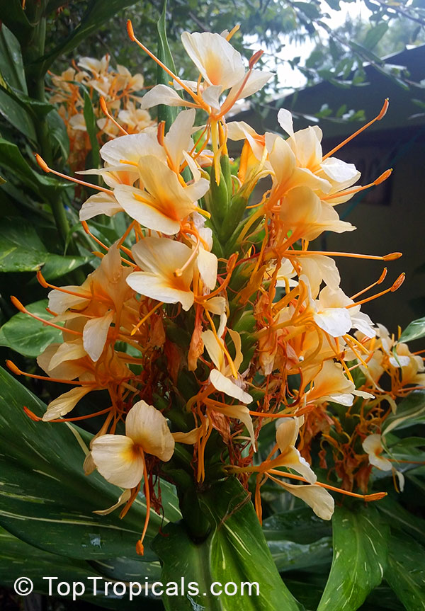 Hedychium flavum, Yellow Butterfly Ginger, Nardo Ginger Lily. Hedychium flavum x coccineum Dr. Moy