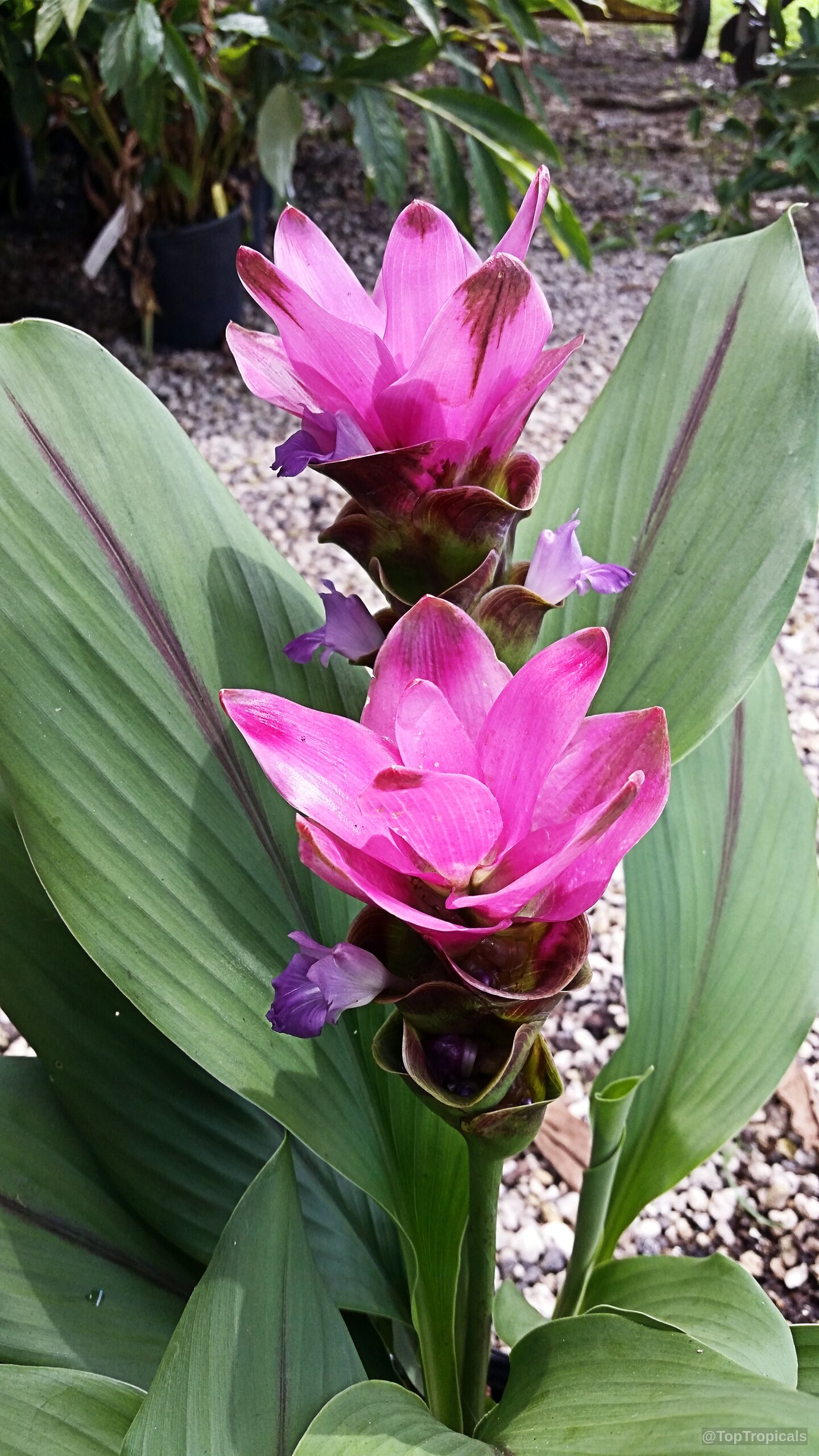 Curcuma alismatifolia (Siam Tulip) with pink flowers rising from green, lance-shaped foliage Curcuma alismatifolia (Siam Tulip) pink flower close up on green leaves