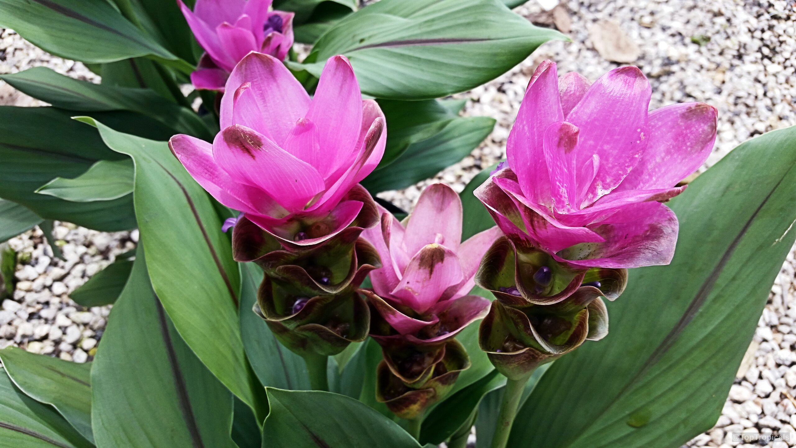 Curcuma alismatifolia (Siam Tulip) showing upright pink flower structures with overlapping bracts and green foliage. Curcuma alismatifolia (Siam Tulip) vibrant pink flower clusters rising above deep green tropical foliage.