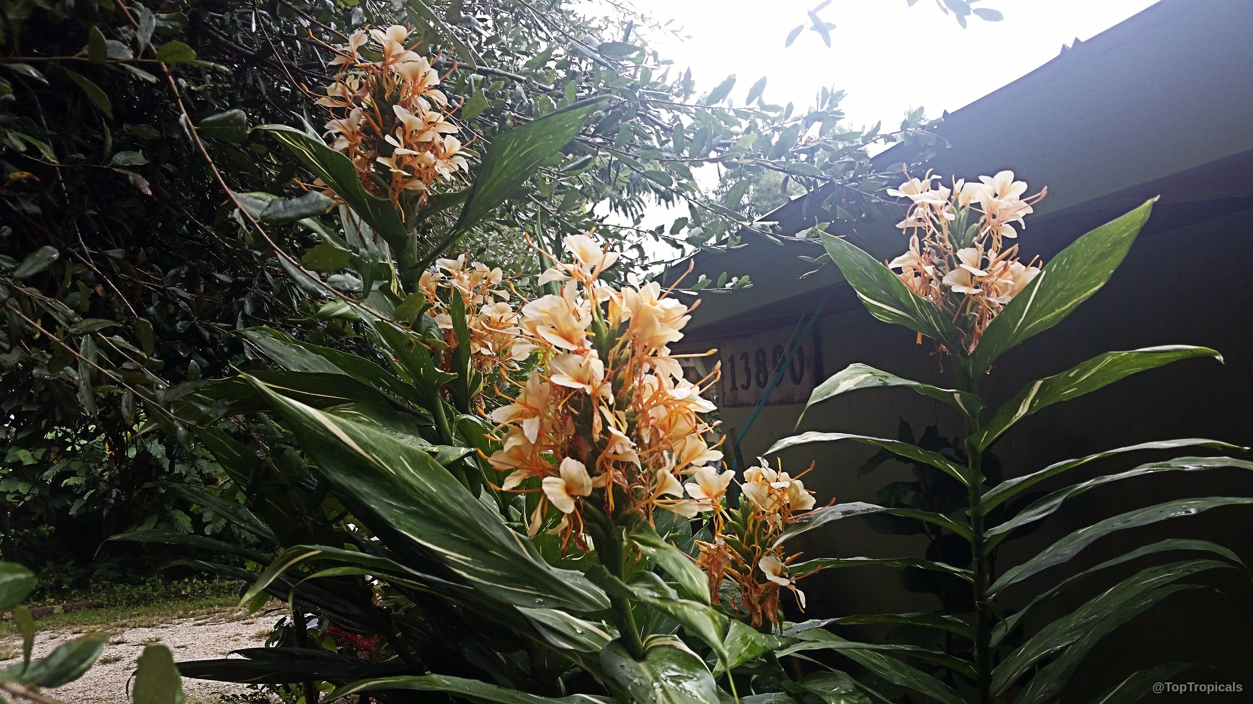 Hedychium flavum (Yellow Butterfly Ginger) yellow flower clusters growing on tall, sturdy green stems Hedychium flavum (Yellow Butterfly Ginger) yellow flower clusters on stems, close up, green leaves