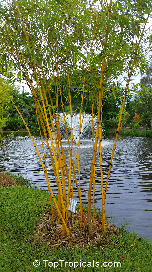 Bambusa sp., Common bamboo. Golden Hawaiian