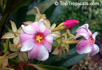 Cerbera x manghas hybrid - Enchanted Incense (Red 
Flower)