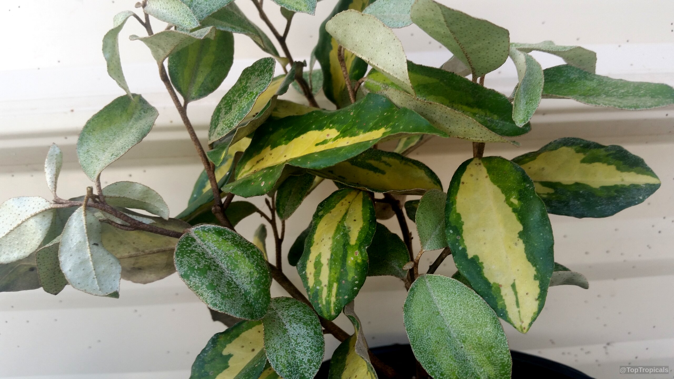 Elaeagnus pungens (Thorny Elaeagnus) shows off its thick variegated leaves with green and yellow tones. Elaeagnus pungens (Thorny Elaeagnus) plant with thick green and yellow variegated leaves close up.