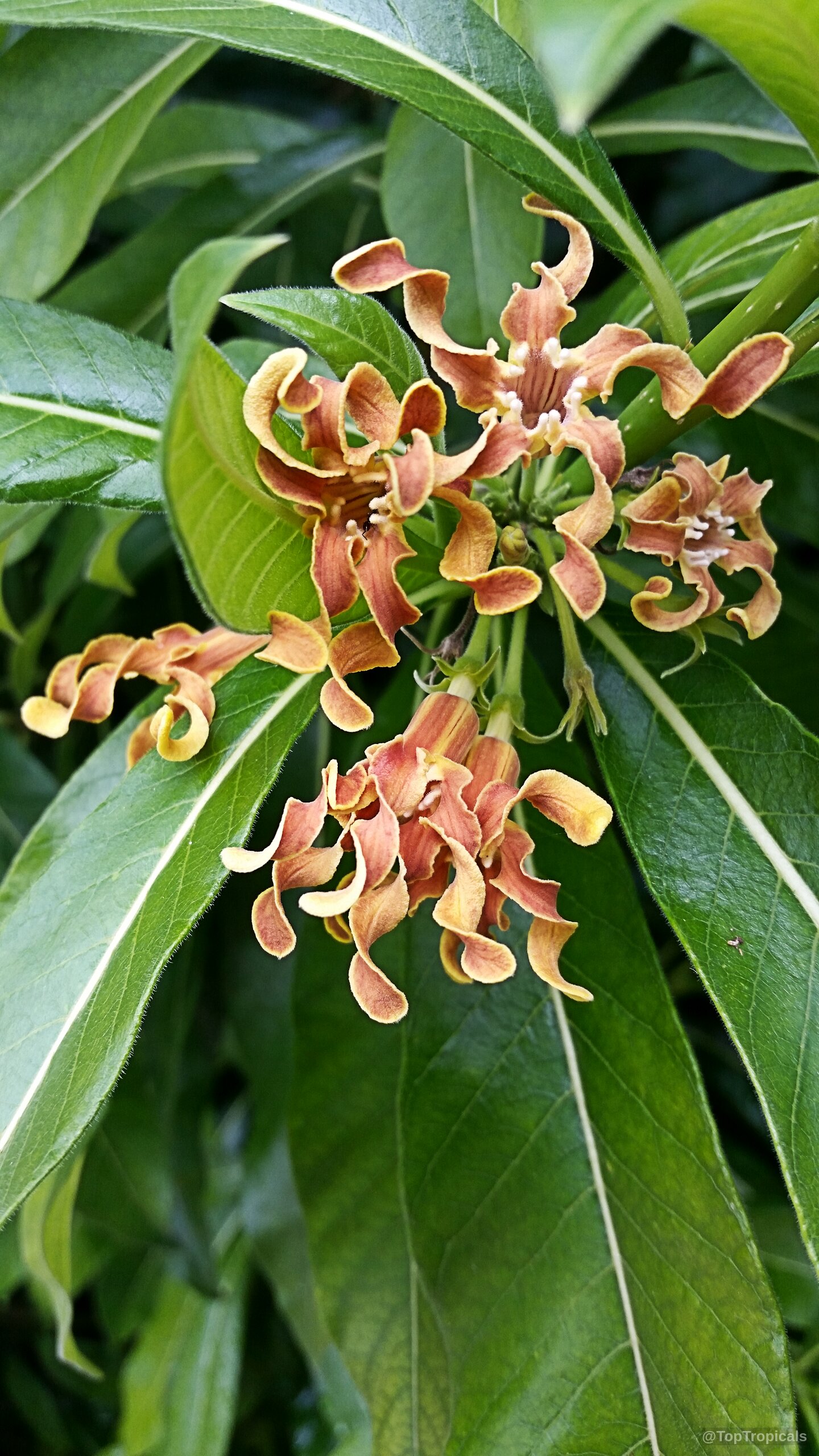 Strophanthus boivinii (Wood Shaving Flower) orange flower petals twisted near broad deep green foliage. Strophanthus boivinii (Wood Shaving Flower) orange flower close up against lush green leaves.