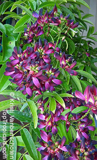 Millettia reticulata, Evergreen Wisteria, Summer Wisteria