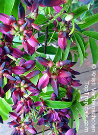 Millettia reticulata, Evergreen Wisteria, Summer Wisteria

Click to see full-size image