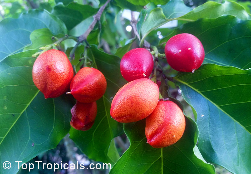 Bunchosia argentea - Peanut Butter Tree, fruit on the branch