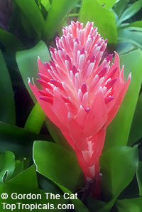 Billbergia sp., Bromeliad Queen of Tears, Friendship Plant

Click to see full-size image