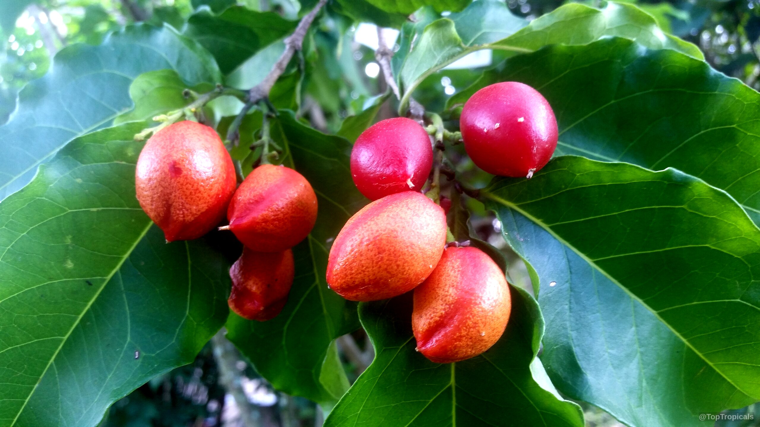 Bunchosia argentea (Peanut Butter Fruit Tree) with orange red round fruit on green textured foliage Bunchosia argentea (Peanut Butter Fruit Tree) orange red fruit close up hanging on green branch