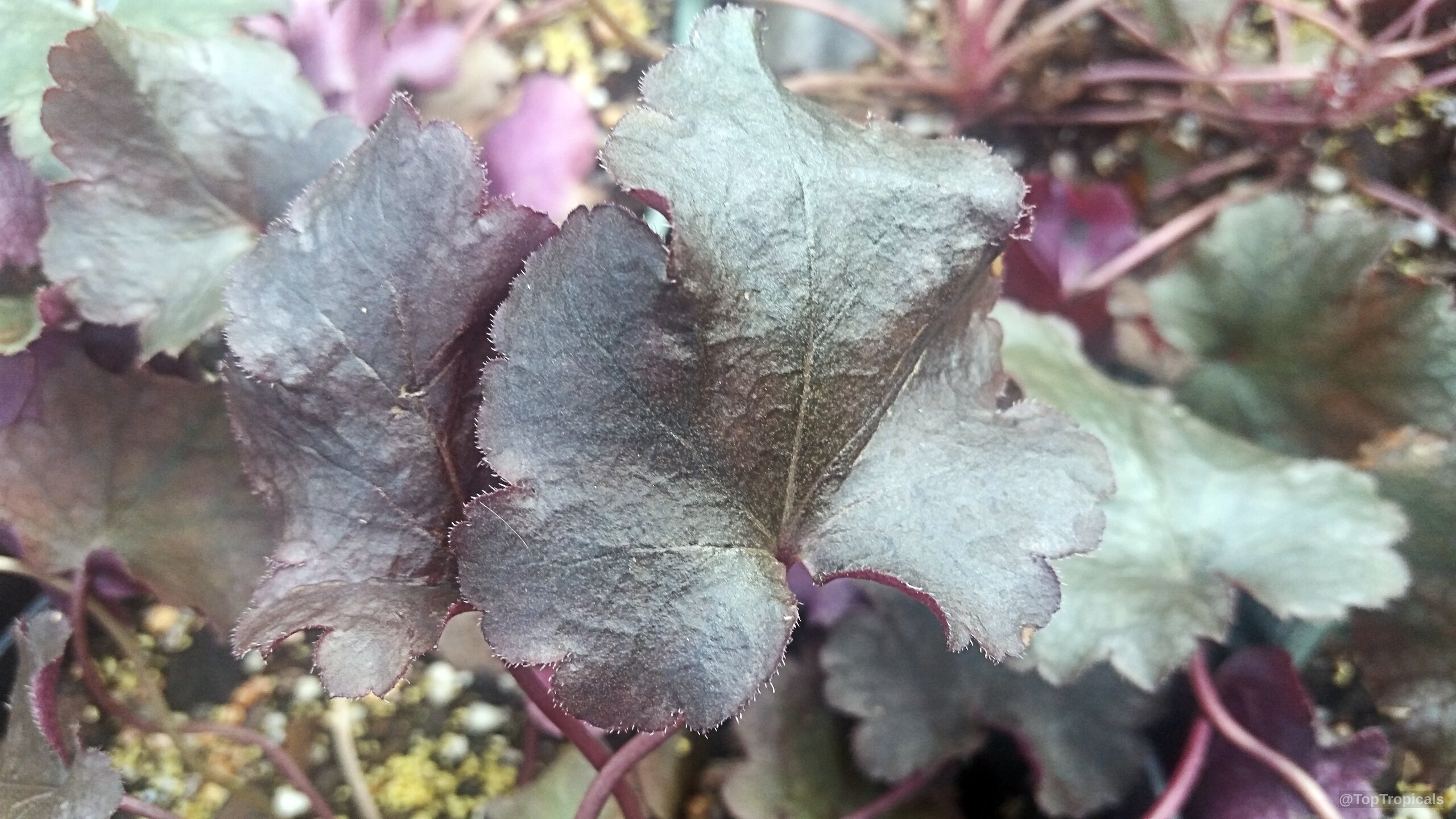 Heuchera sp. (Alumroot) with large rounded foliage in a dark shade of purple. Heuchera sp. (Alumroot) deep purple leaves in a close up view of the foliage