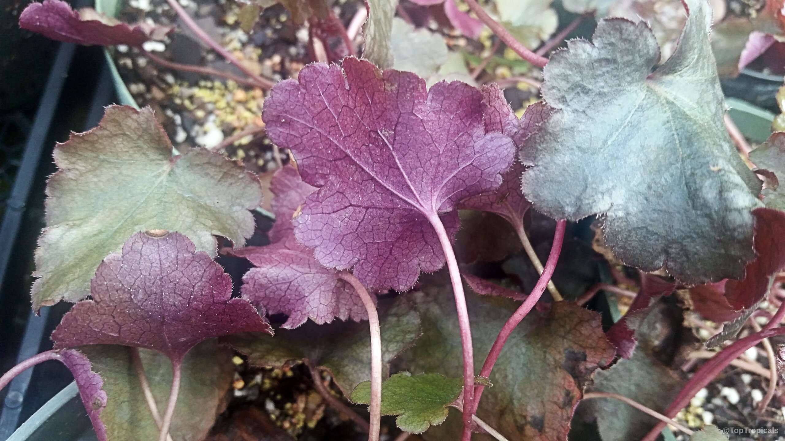 Heuchera sp. (Alumroot) leaves with distinct purple tones and a ruffled, textured surface appearance. Heuchera sp. (Alumroot) purple leaves close up with thin veins and rounded wavy edges