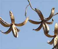 Entandrophragma caudatum, Mountain Mahogany - seeds

Click to see full-size image
