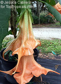 Brugmansia Variegated Sun Explosion 

Click to see full-size image