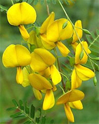 Sesbania aculeata (bispinosa), Danchi - seeds

Click to see full-size image