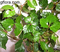 Cissus rhombifolia, Grape Ivy, Oak Leaf Ivy, Water Vine, Kangaroo Grape, Kangaroo Treebine

Click to see full-size image