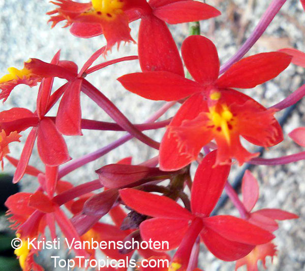 Epidendrum radicans - Red Raspberry Reed Ground Orchid, Red Glow