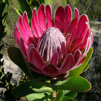 Protea compacta - seeds