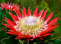Protea cynaroides - seeds

Click to see full-size image
