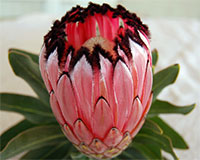 Protea neriifolia - seeds

Click to see full-size image