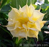 Datura Golden Queen double - seeds

Click to see full-size image
