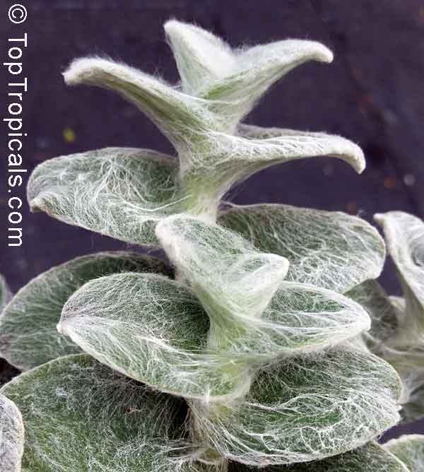 Tradescantia sillamontana, White Velvet, White Gossamer, Cobweb Spiderwort