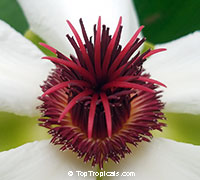 Dillenia philippinensis, Katmon, Philippine Elephant Apple, Philippines Simpoh

Click to see full-size image