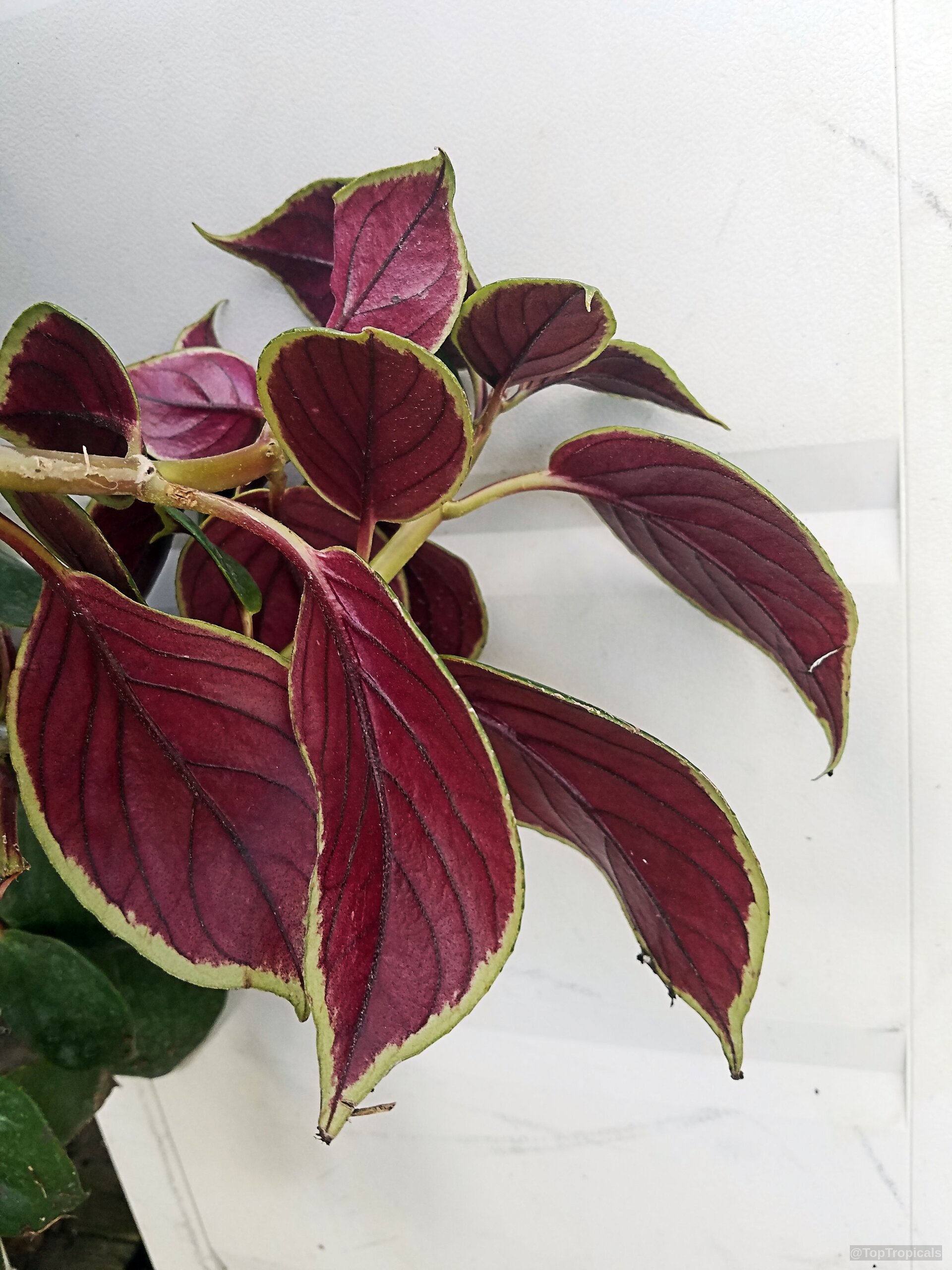 Nematanthus sp. (Gold Fish) 'Bijou' leaves reach outward with deep burgundy centers and light green edges. Nematanthus sp. (Gold Fish) 'Bijou' burgundy leaves with green edges in close up view