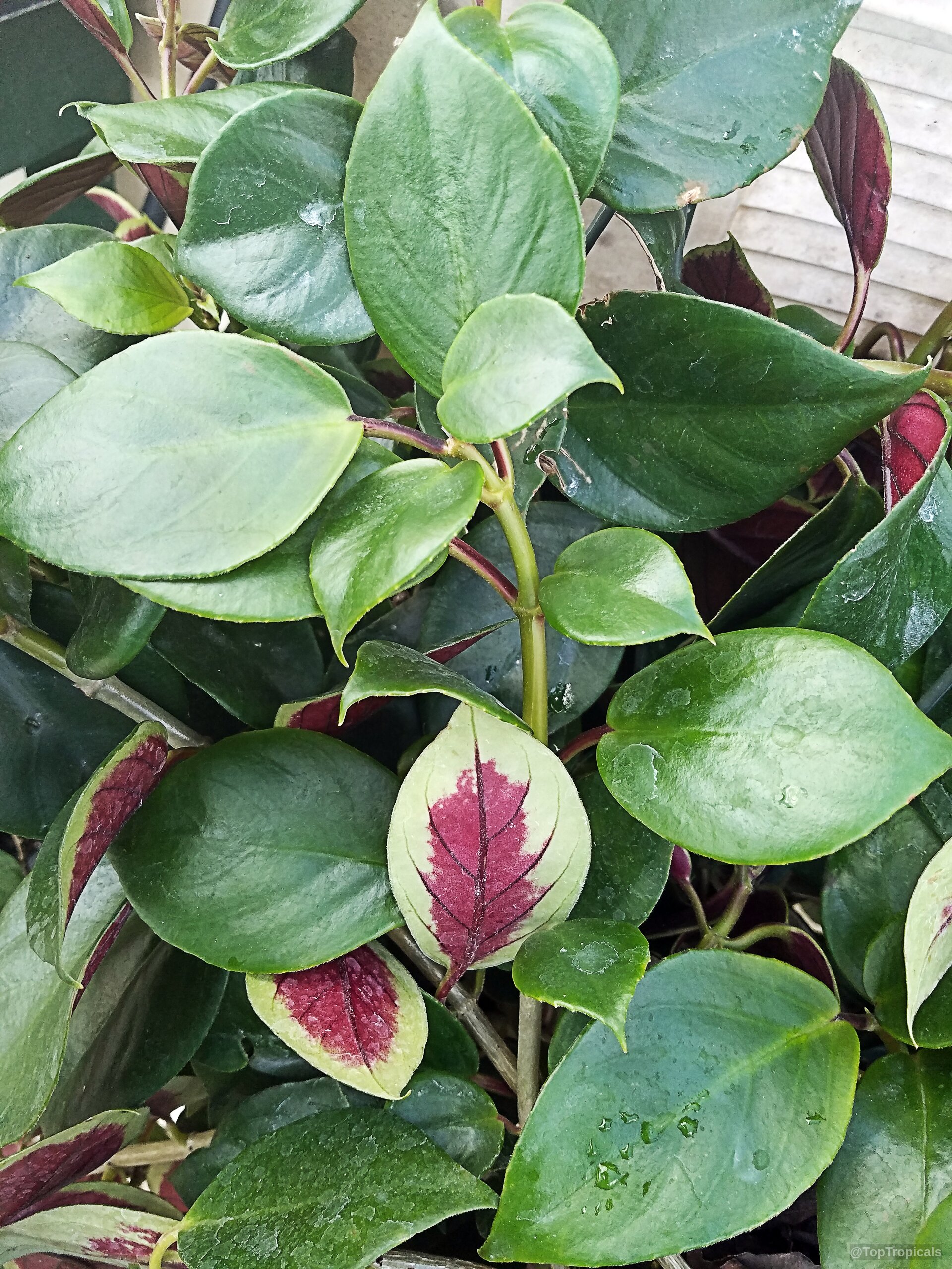 Nematanthus sp. (Gold Fish) 'Bijou' showing thick, waxy, green leaves with central red markings. Nematanthus sp. (Gold Fish) 'Bijou' green leaves with red center markings close up