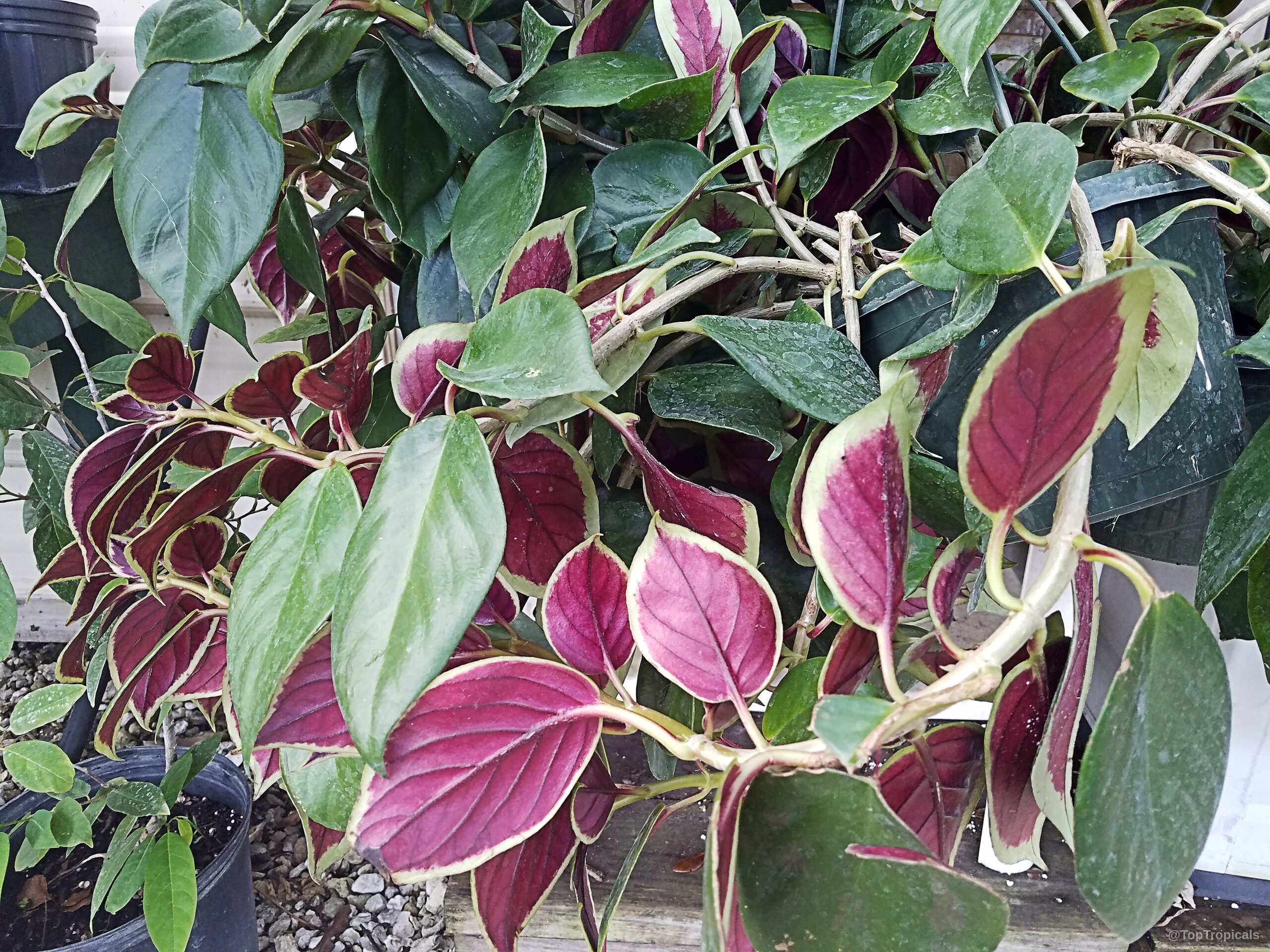 Nematanthus sp. (Gold Fish) 'Bijou' plant displaying purple leaves with thin green outer edges. Nematanthus sp. (Gold Fish) 'Bijou' plant with deep purple leaves and green edges closeup.