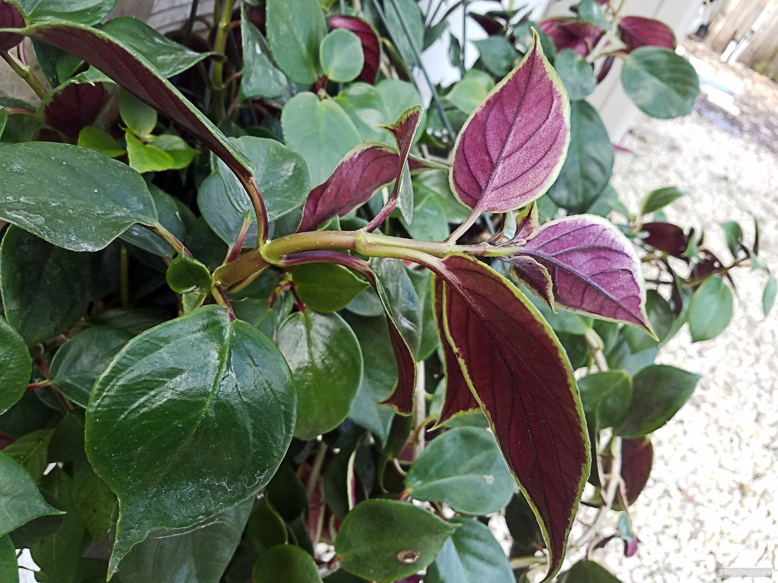 Nematanthus sp. (Gold Fish) 'Bijou' leaves showing shades of green and purple in detail. Nematanthus sp. (Gold Fish) 'Bijou' plant with green and purple leaves close up