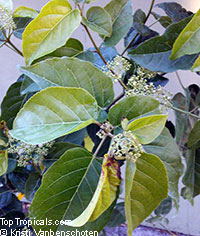 Premna serratifolia, PLa Cach

Click to see full-size image