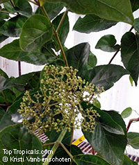 Premna serratifolia, PLa Cach

Click to see full-size image