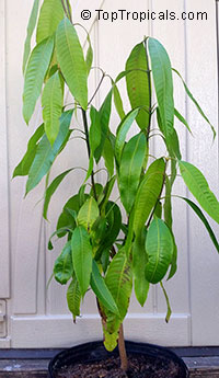 Bouea burmanica, Bouea macrophylla, Marian plum, Maprang, Ma-praang, Gandaria

Click to see full-size image