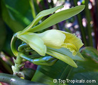 Vanilla planifolia, Vanilla fragrans, Madagascar Bourbon Vanilla Bean, French Vanilla, Vanilla Orchid

Click to see full-size image