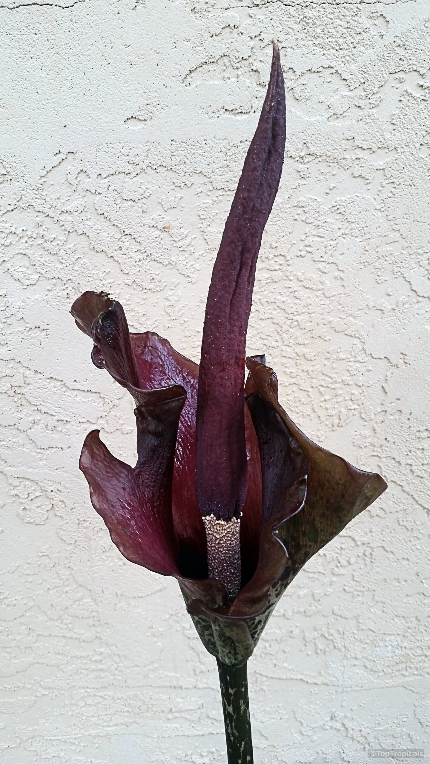 Amorphophallus konjac (Voodoo Lily) flower with a tall purple spadix and a ruffled dark spathe. Amorphophallus konjac (Voodoo Lily) purple flower close up against a light textured wall background.