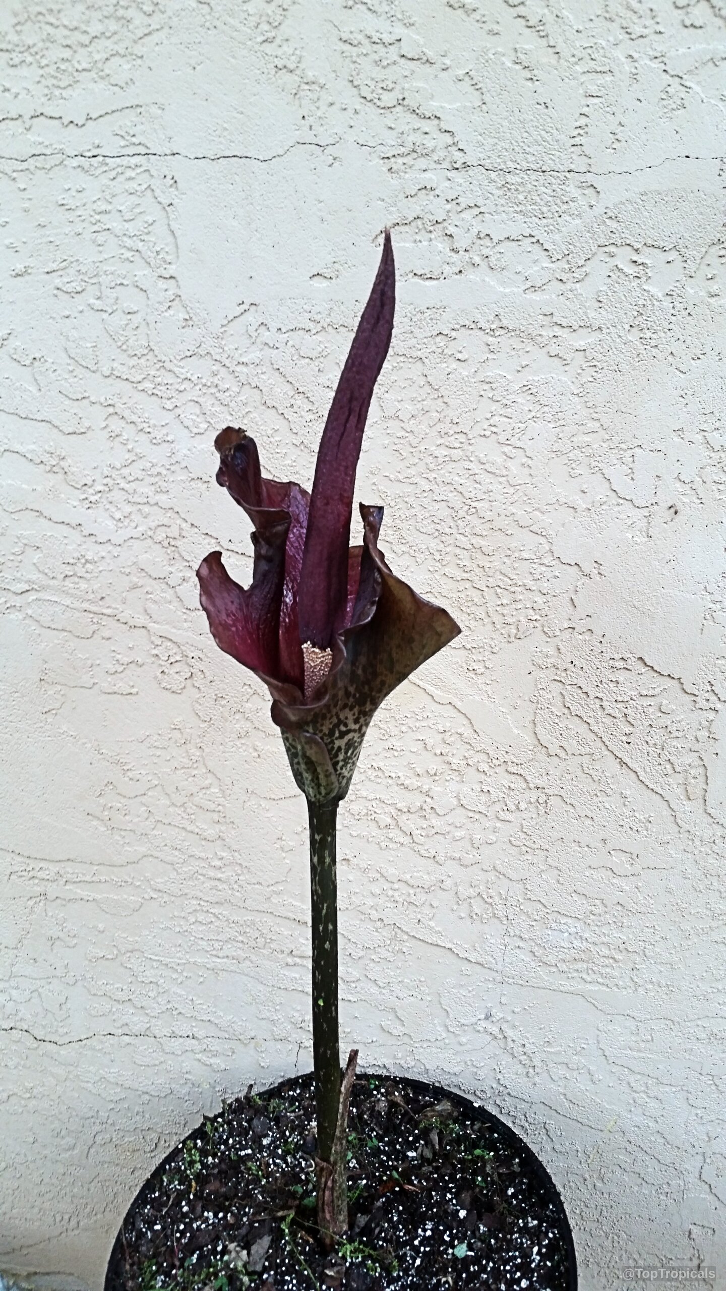 Amorphophallus konjac (Voodoo Lily) with a tall purple flower and speckled stem in a container. Amorphophallus konjac (Voodoo Lily) with purple flower growing in a black container close up.