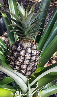 Ananas sp., Pineapple, Pina. White Jade - Spineless Sweet Pineapple 