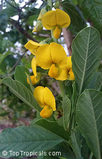 Crotalaria retusa - seeds

Click to see full-size image