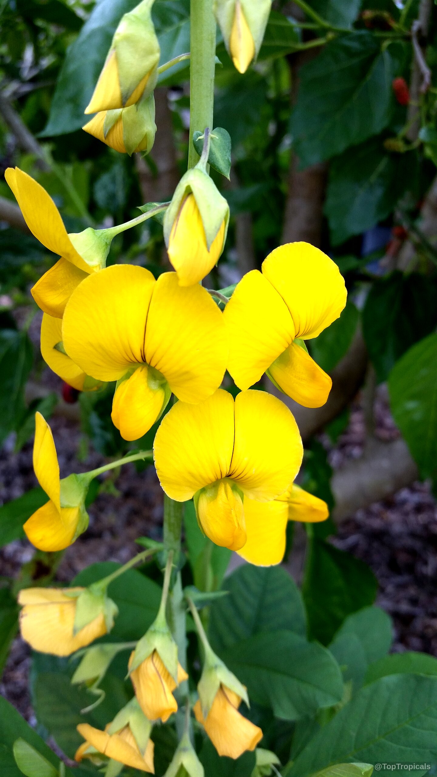 Crotalaria retusa (Devil Bean) yellow flowers with rounded petals blooming on a thin green stalk Crotalaria retusa (Devil Bean) yellow flower close up with curved petals on thin green stem