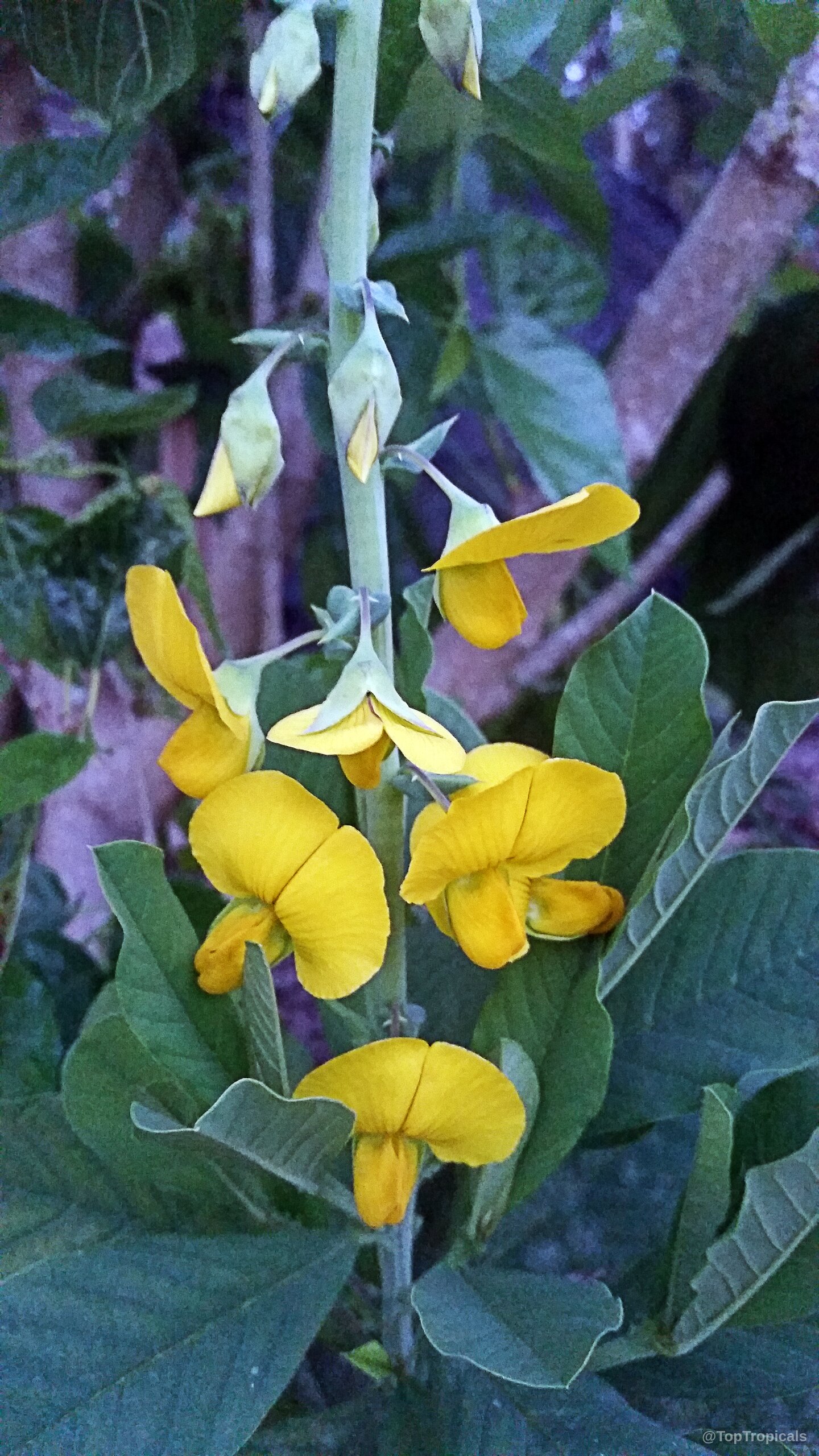 Crotalaria retusa (Devil Bean) yellow flower cluster on green stem with simple oval foliage. Crotalaria retusa (Devil Bean) yellow flower close up with green leaves for plant collectors.