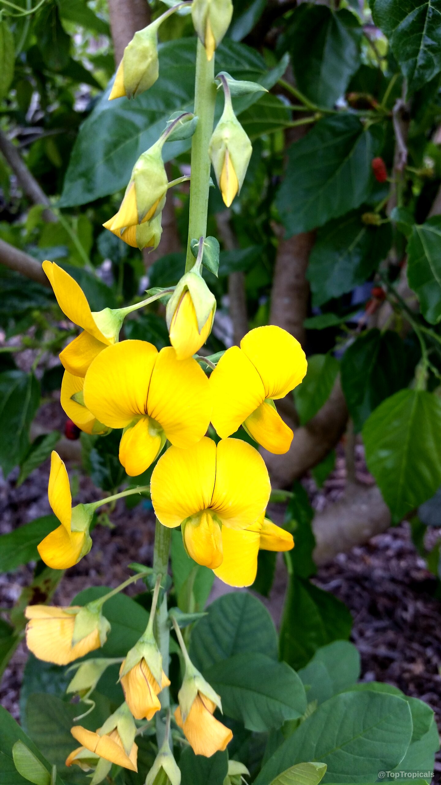 Crotalaria retusa (Devil Bean) yellow flowers growing in a cluster on a green stem Crotalaria retusa (Devil Bean) yellow flower cluster close up on a green stem branch