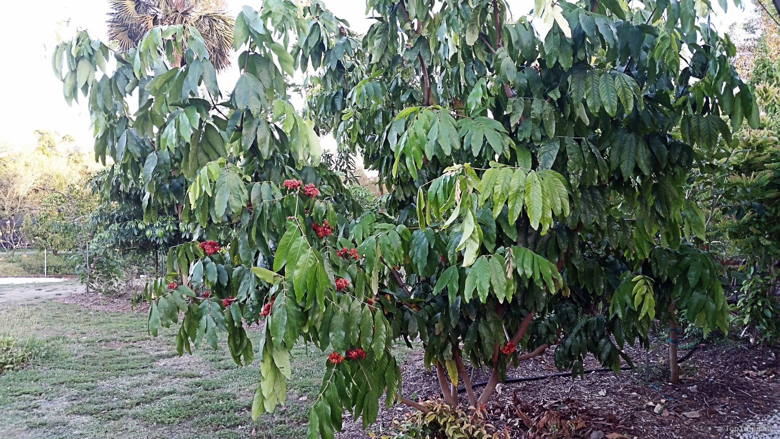 Saraca indica (Ashoka Tree) displays dense green foliage alongside rounded clusters of small red flowers Saraca indica (Ashoka Tree) green plant with vibrant red clusters of small delicate flowers