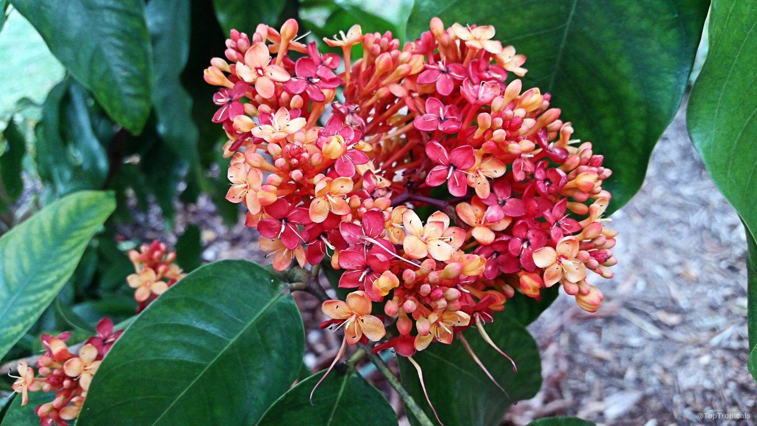 Saraca indica (Ashoka Tree) clusters of small vibrant red and orange petals with green foliage. Saraca indica (Ashoka Tree) red and orange flower close up on green leaves.