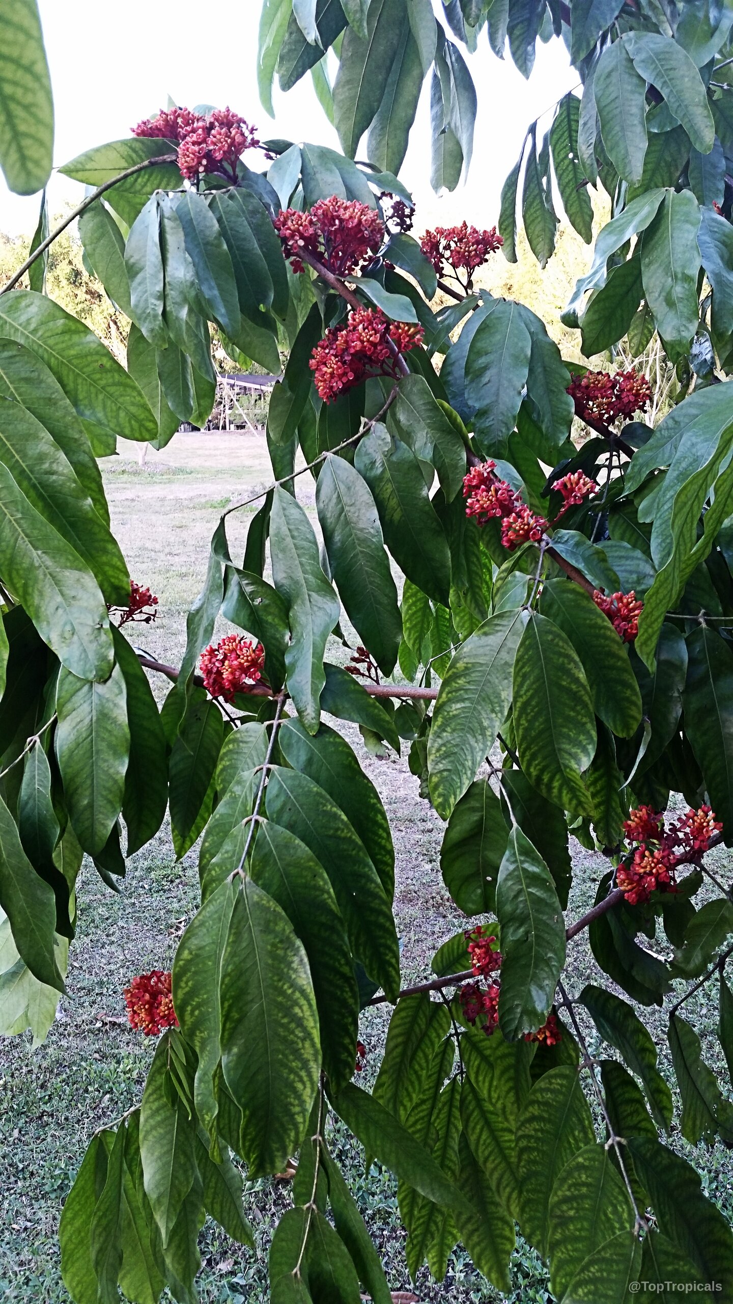 Saraca indica (Ashoka Tree) branches covered in tiny red flower clusters and dense green foliage. Saraca indica (Ashoka Tree) with small red flower clusters on thin branches among green leaves