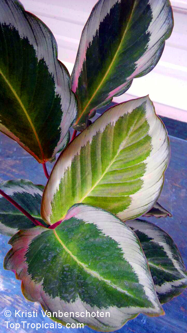 Calathea sp., Calathea. Calathea x bicajoux 'Cobra Pink'