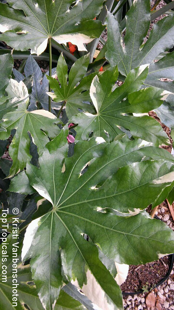 Fatsia japonica, Paperplant, Japanese Aralia