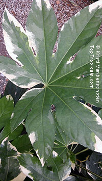 Fatsia japonica variegata - Variegated Paperplant Aralia

Click to see full-size image