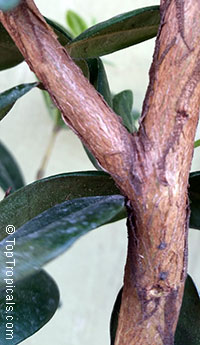 Eugenia neonitida, Pitangatuba

Click to see full-size image