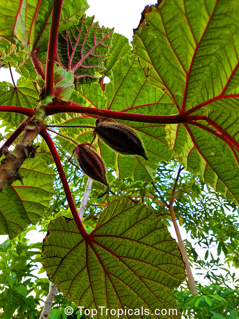 Wercklea ferox, Prickly Umbrella. Fruit / seed pod